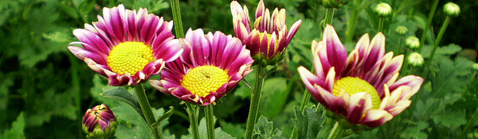 免费短信呼死你2023